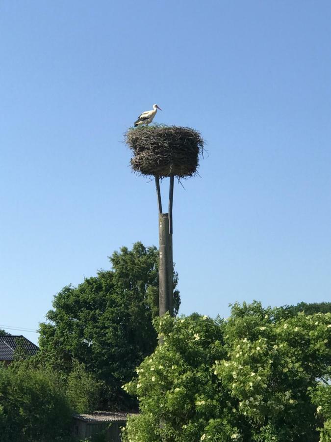 Landhaus Zum Storchennest Kloster Wulfshagen Zewnętrze zdjęcie
